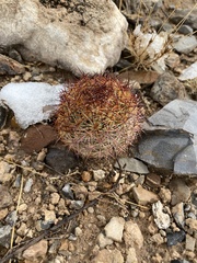 Echinomastus intertextus