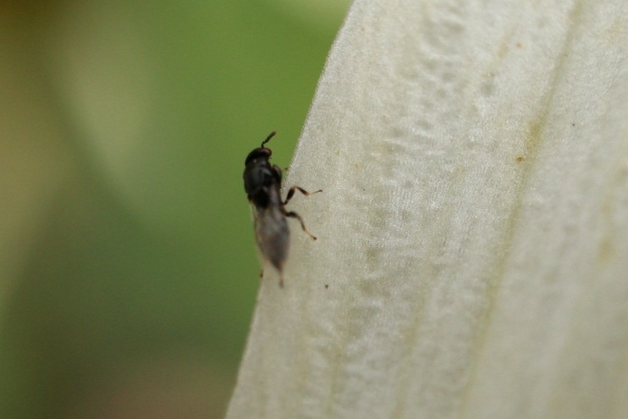 Crataepus marbis