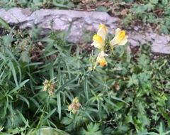 Linaria vulgaris