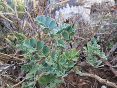 Coronilla valentina