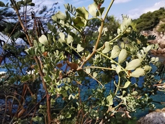 Coronilla valentina