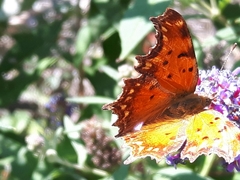 Polygonia egea