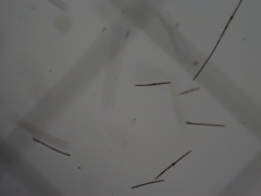 Dolichospermum planctonicum