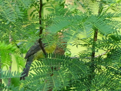 Passerina leclancherii