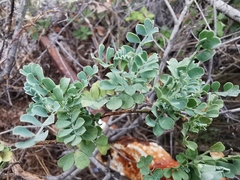 Coronilla valentina