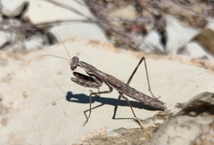 Bolivaria brachyptera