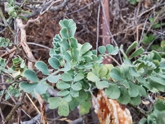 Coronilla valentina