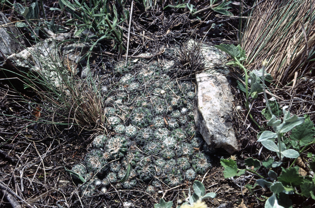 Gymnocalycium bruchii