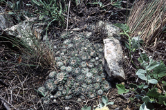 Gymnocalycium bruchii