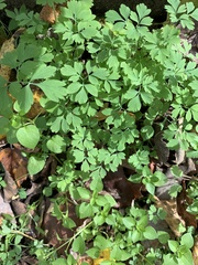 Capnoides sempervirens