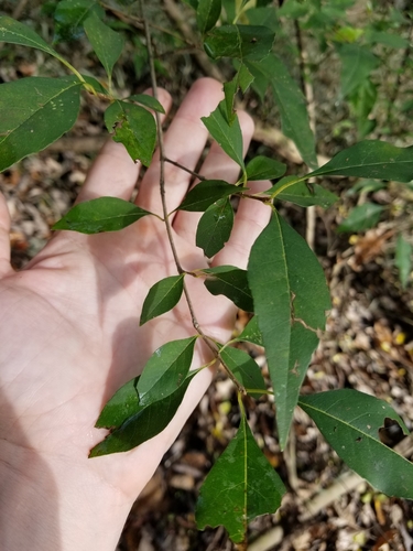 Image of Forestiera acuminata by no rights reserved