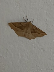 Tetracis cervinaria