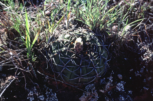 Gymnocalycium bayrianum