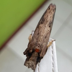 Nystalea ebalea