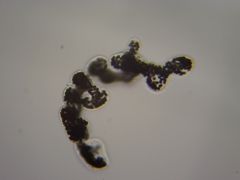 Microcystis wesenbergii