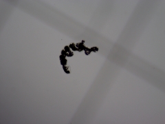 Microcystis wesenbergii