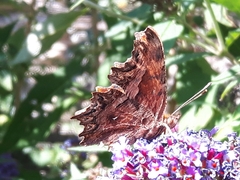 Polygonia egea
