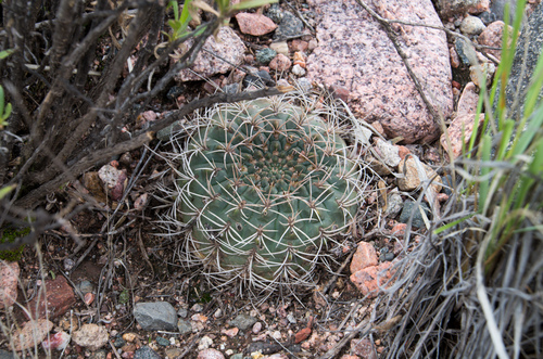 Gymnocalycium ritterianum