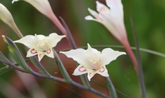 Gladiolus angustus