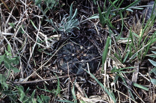 Gymnocalycium taningaense