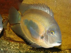 Triangle Cichlid photo 2