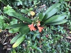 Clivia miniata miniata