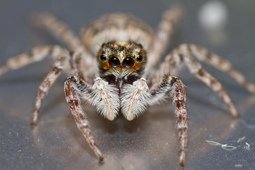 Half-edged Wall Jumping Spider