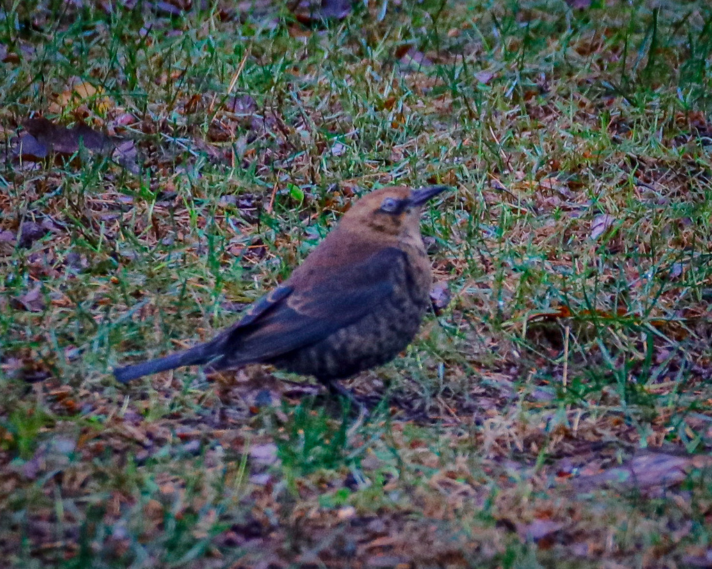 Rusty Blackbird from Rainbow Trail, Queensbury, NY, US on October 28
