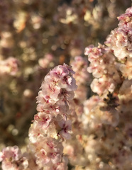 Halogeton glomeratus