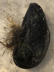 Mytilus edulis