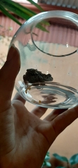Incilius coccifer