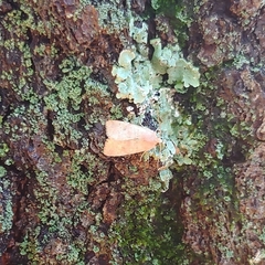Xylenini