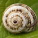 White Italian Snail - Photo (c) Ferran Turmo Gort, some rights reserved (CC BY-NC-SA)