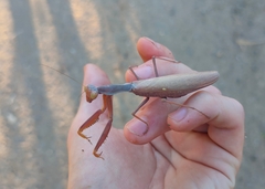 Hierodula transcaucasica