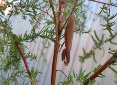 Hierodula transcaucasica