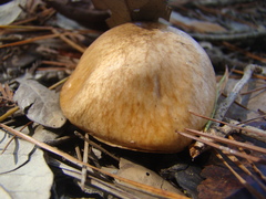 Suillus cothurnatus