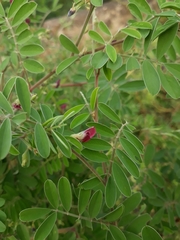 Tephrosia villosa