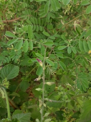 Tephrosia villosa