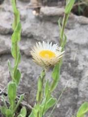 Helichrysum monticola