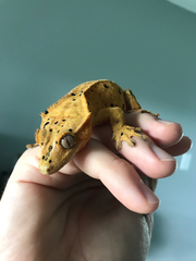 Correlophus