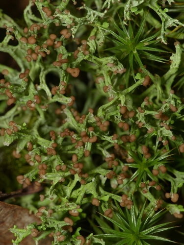 many-forked cladonia