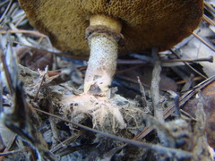 Suillus cothurnatus