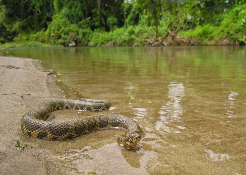 Siebold's Mud Snake