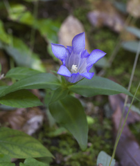 Gentiana scabra buergeri