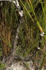 Syncordulia gracilis