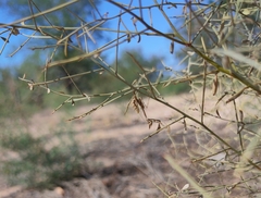 Empusa pennicornis