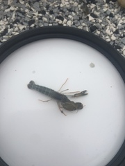 Alpheus heterochaelis