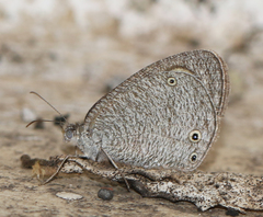 Ypthima asterope mahratta