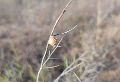 Empusa pennicornis