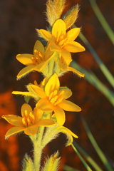 Hypoxis rigidula rigidula